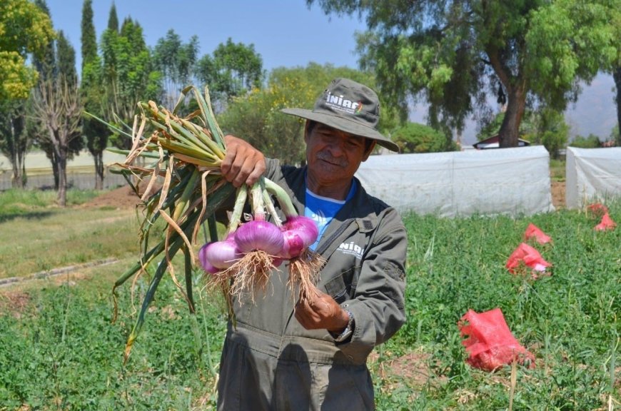 Desastres naturales en Tarija elevan los precios de la cebolla y otros productos agrícolas