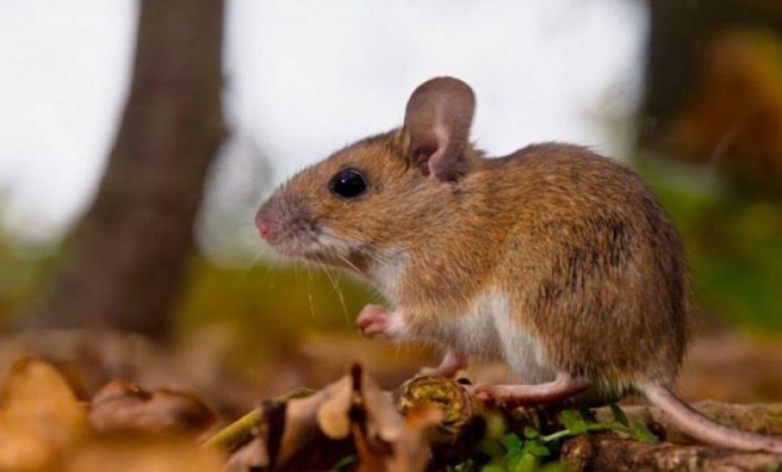 Fallece agricultor por hantavirus en Padcaya, Tarija