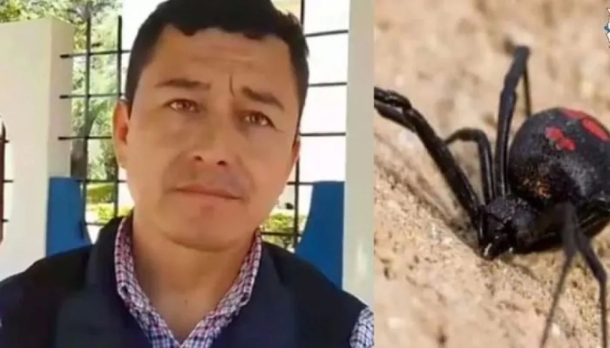 Defensoría del Pueblo investiga muerte de niña por picadura de araña viuda negra en Yacuiba