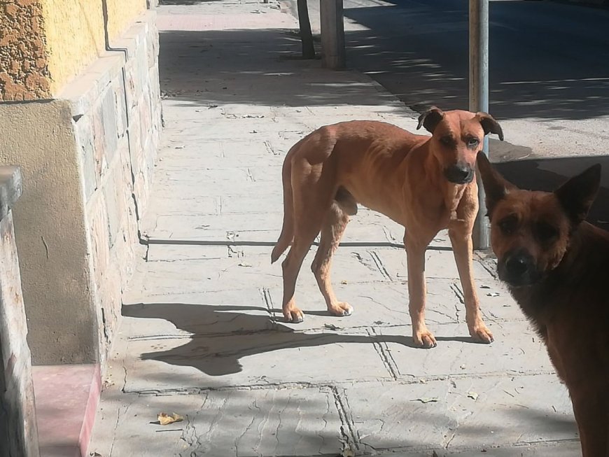 Activistas de Tarija inician campaña para construir casas para perros callejeros.