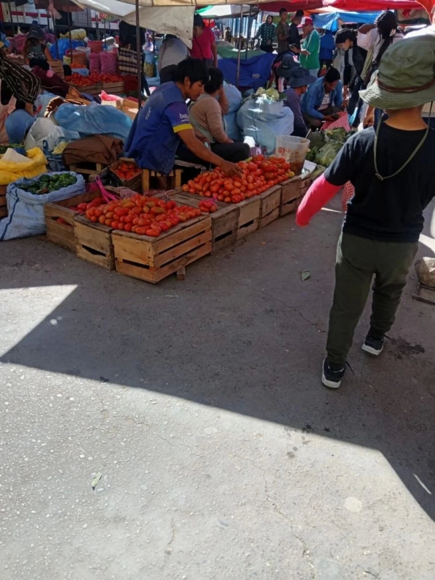 Precio del tomate en Tarija baja un 60%