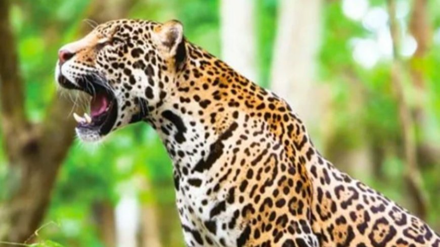 Incidente fatal en bioparque de Santa Cruz: Fiscalía investiga muerte por ataque de jaguar