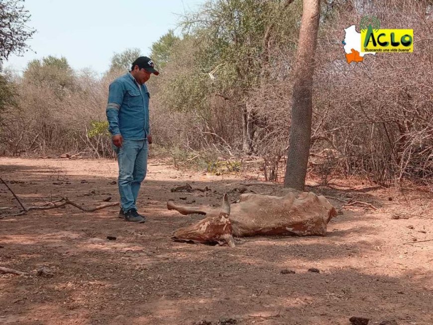 Sequía en Villa Montes Pone en Riesgo Más de 4.000 Cabezas de Ganado