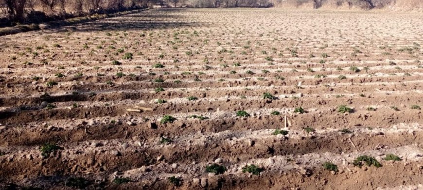 Helada Afecta Cultivos en Tolomosa y Otras Zonas de Tarija