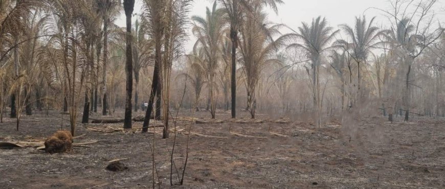 Incendios alcanzan a cinco departamentos en Bolivia y afectan casi 4 millones de hectáreas