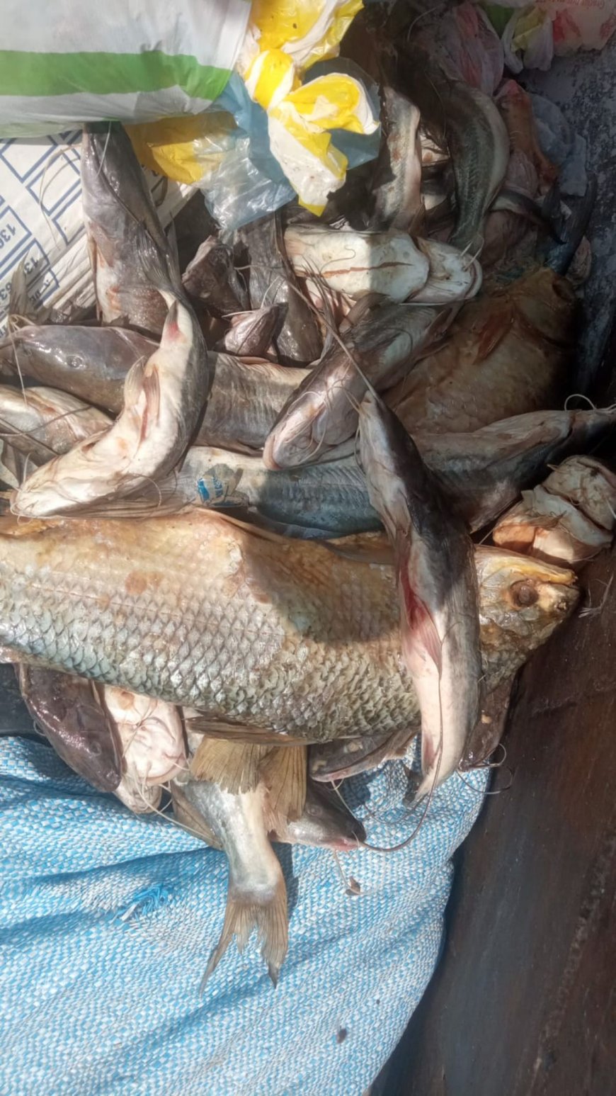 La Intendencia de Tarija Decomisa 47 Pescados en Mal Estado en el Mercado El Dorado