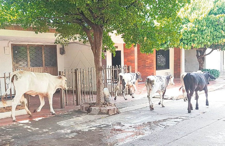 Alcaldía de Tarija retendrá ganado hallado en las calles en el Matadero Municipal