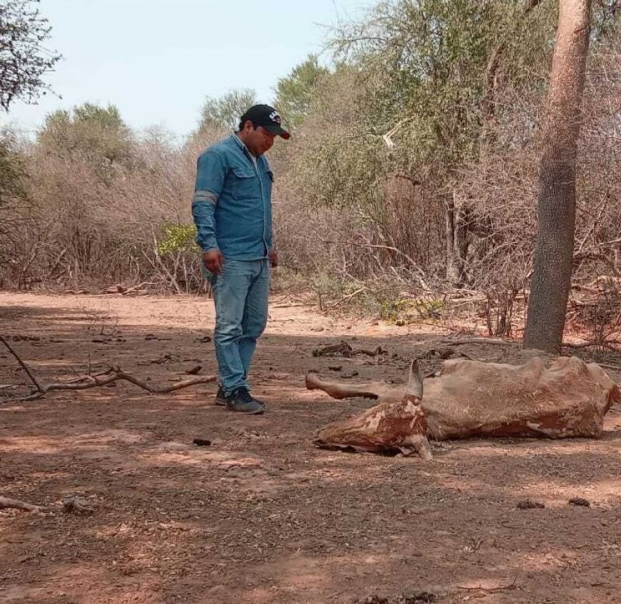 Emergencia por sequía en Villa Montes: Se declara desastre en distritos rurales