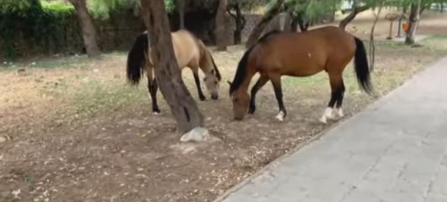 Denuncian presencia de caballos en avenida La Banda; serán trasladados al Matadero Municipal