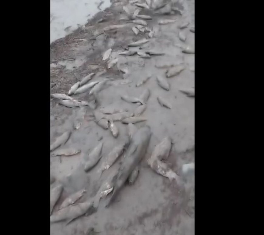 Cientos de peces mueren en el río Pilcomayo por "borrachera" de lodo tras crecida