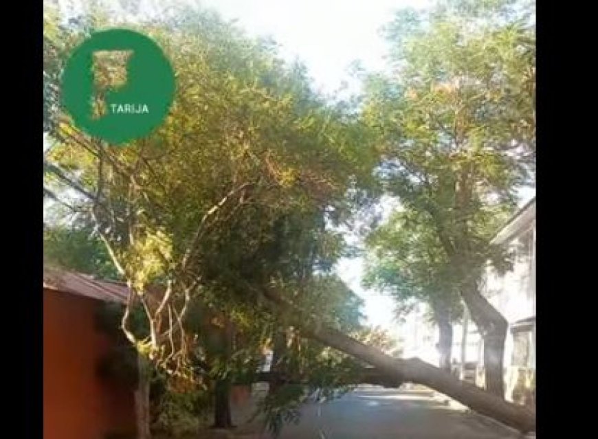 Caída de árbol en el centro de Tarija interrumpe el tráfico en la calle Delgadillo