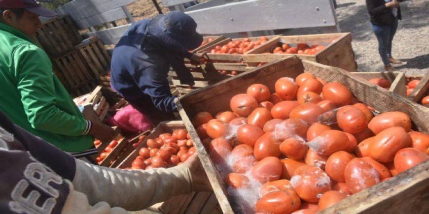 Cochabamba: Bloqueos provocan pérdidas millonarias al sector agropecuario y alimentos se descomponen en carretera