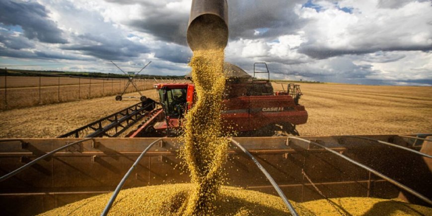 Caída de más de $us 520 millones en exportaciones de soya y derivados en Bolivia al tercer trimestre