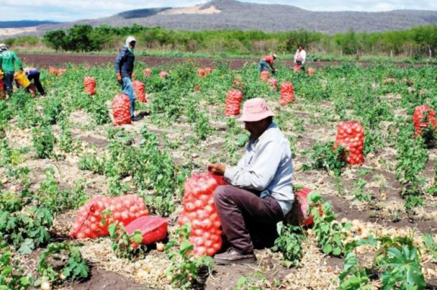 Productores de Cebolla de Tarija Aseguran que el Contrabando Está Afectando los Precios