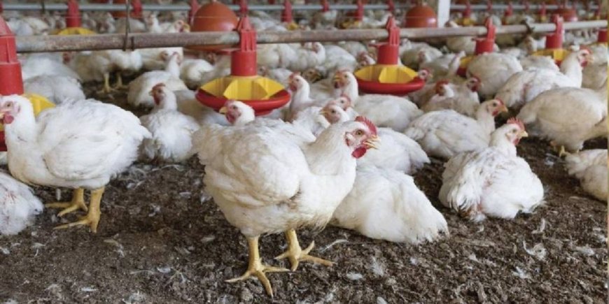 Avícolas de Tarija Garantizan Abastecimiento de Pollo para las Fiestas de Fin de Año