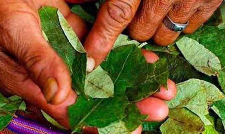 Hallan muerta a mujer de 65 años con restos de coca en su boca en El Alto