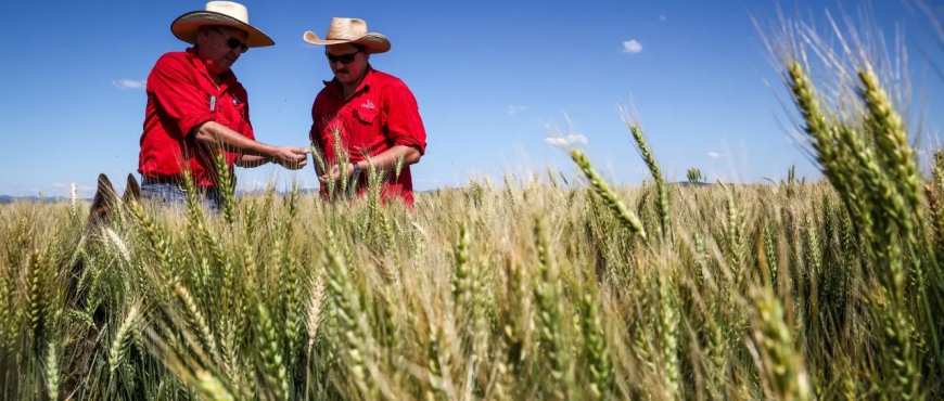 Productores califican como insuficiente el precio de $us 520 por tonelada de trigo propuesto por Emapa