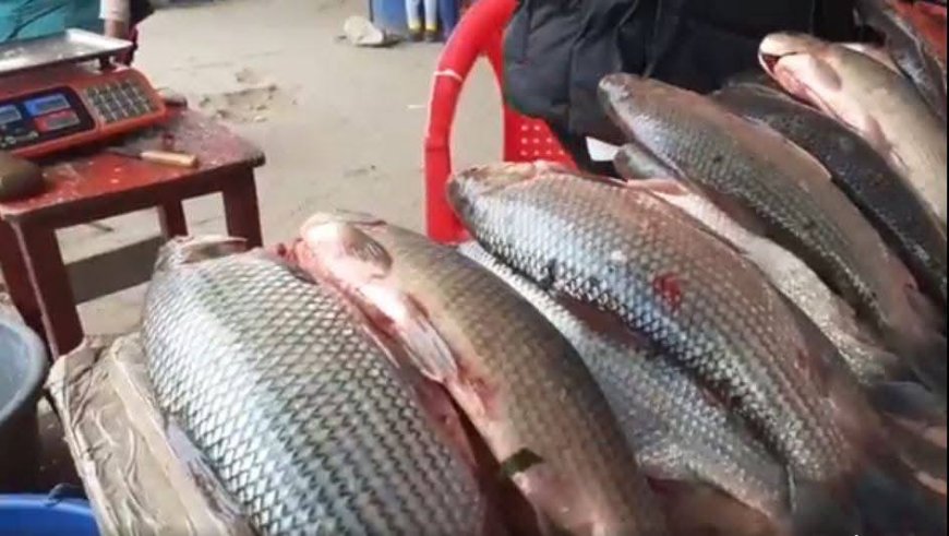 Baja el precio del sábalo tras ingreso de un voluminoso cardumen en el Pilcomayo