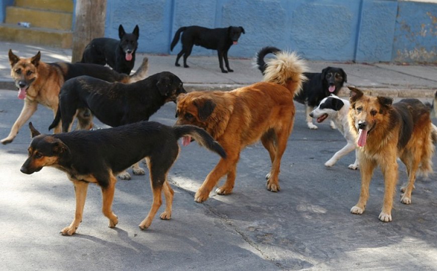 Zoonosis de Tarija alista campaña masiva de vacunación contra la rabia para finales de septiembre