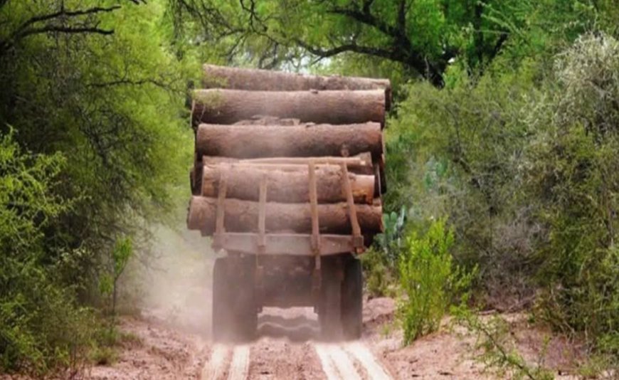 Alarma por tala ilegal de Palo Santo en el Chaco: autoridades advierten falta de denuncias y posible red internacional
